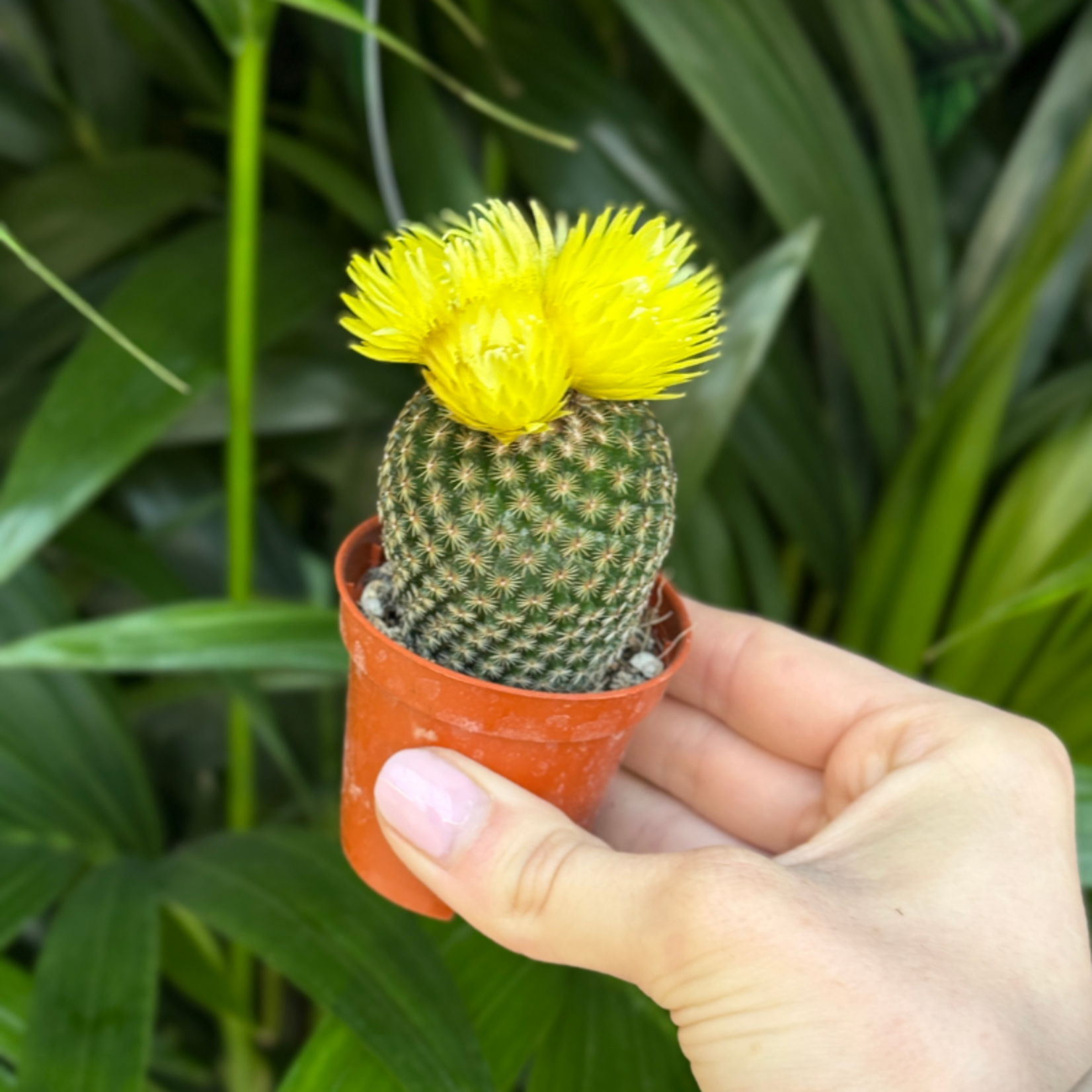 Cactussen met gedroogde bloemen