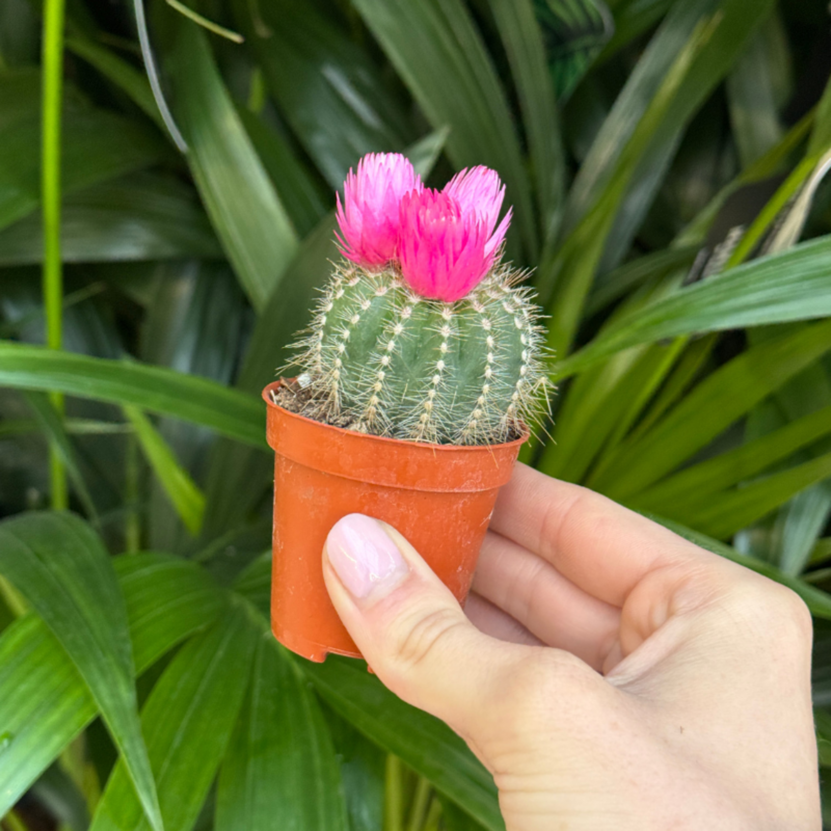 Cactussen met gedroogde bloemen