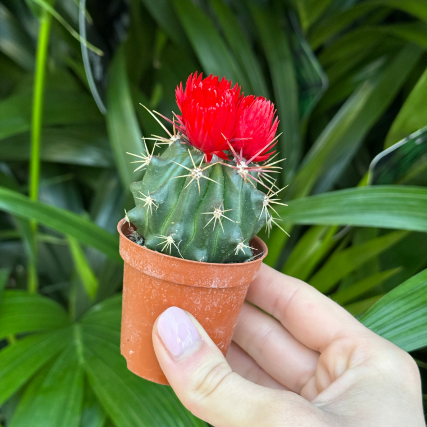 Cactussen met gedroogde bloemen