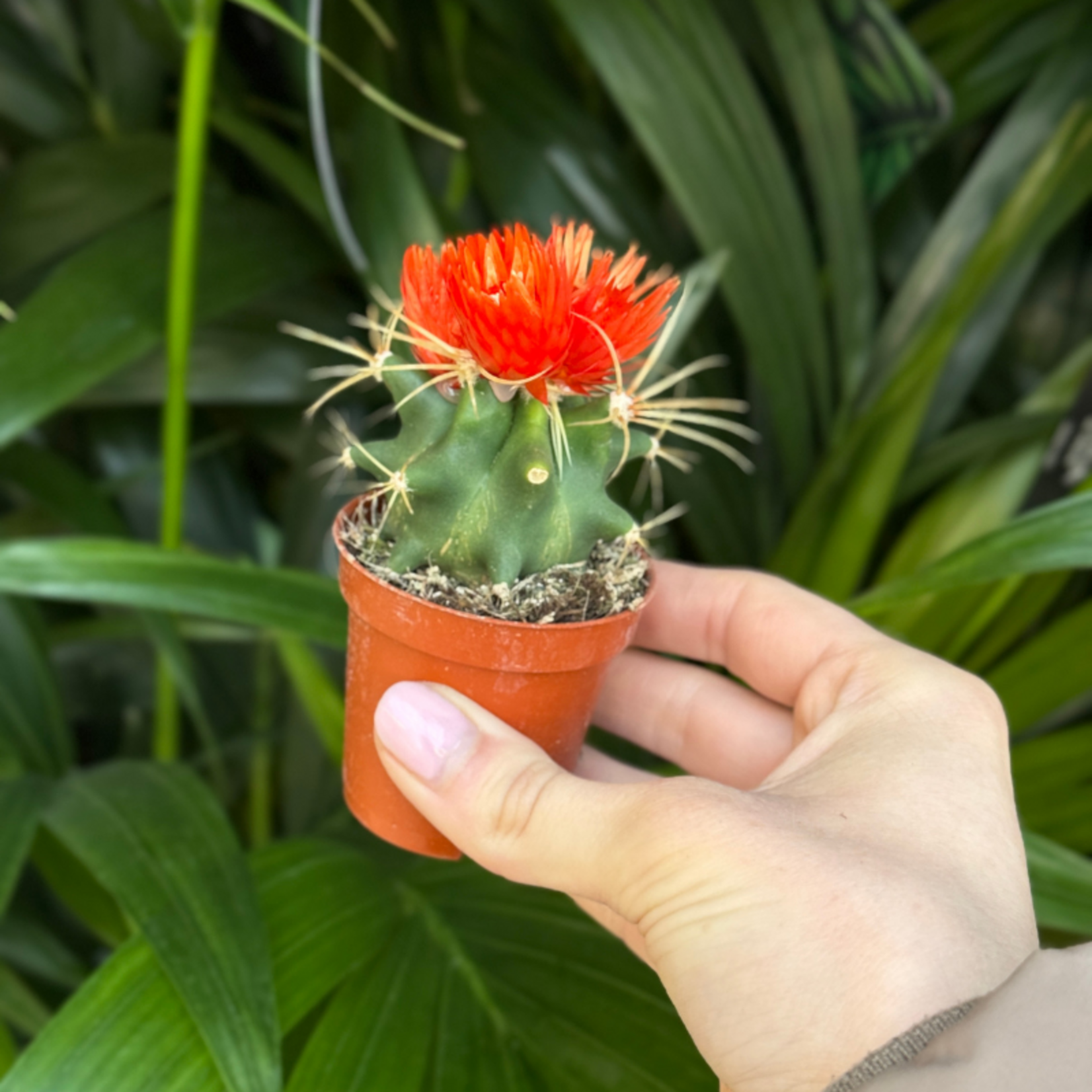 Cactussen met gedroogde bloemen