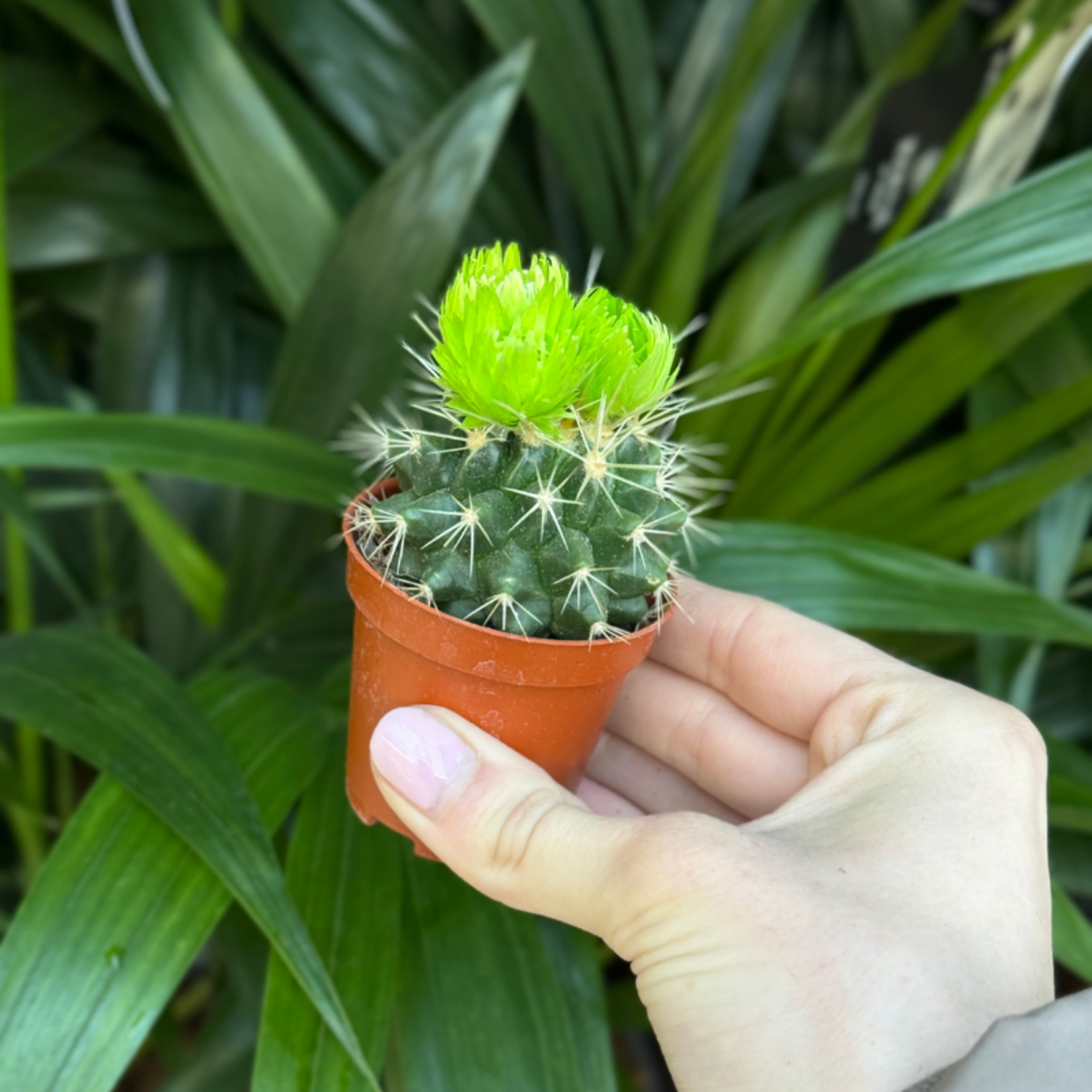 Cactussen met gedroogde bloemen
