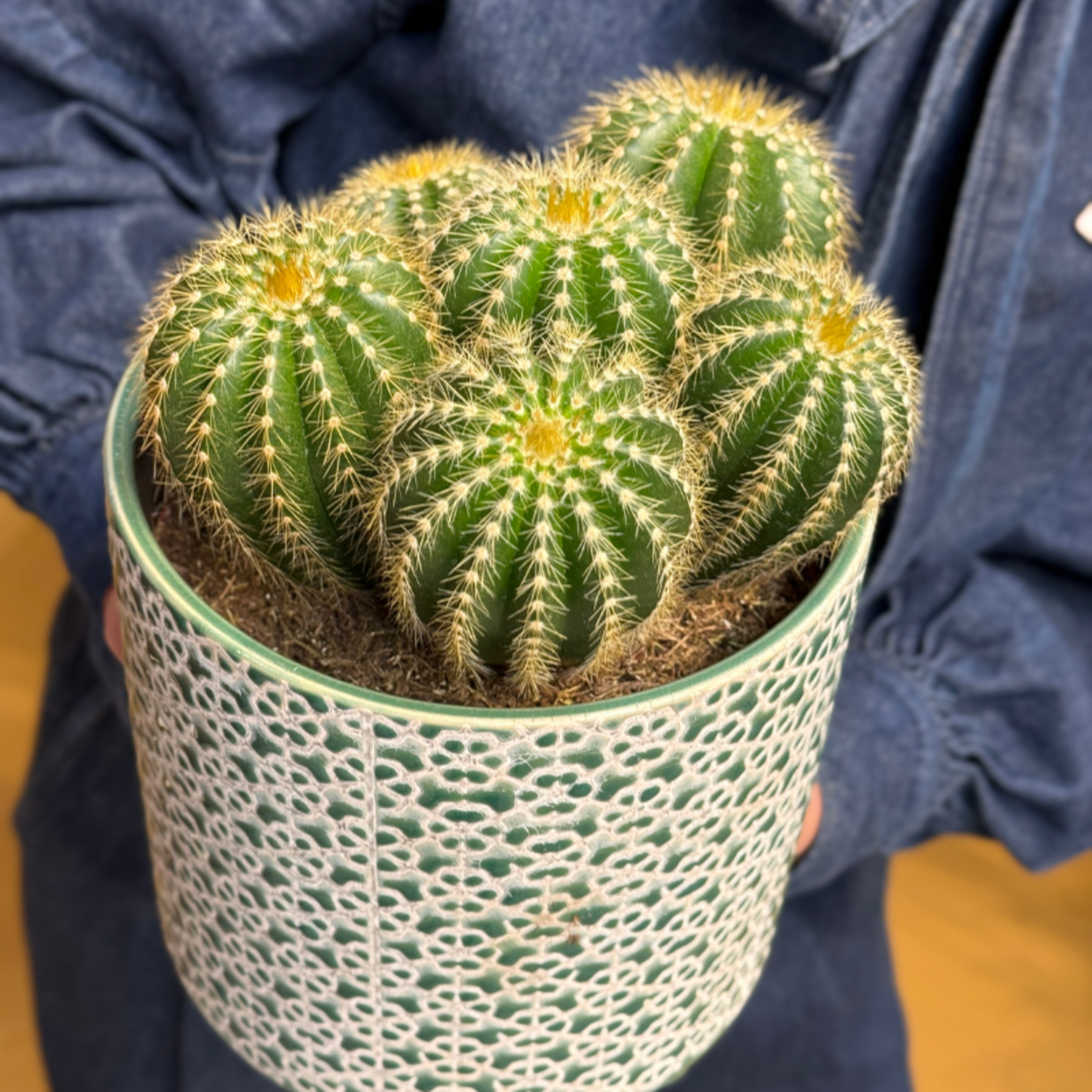 Cactus - Echinocactus grusonii