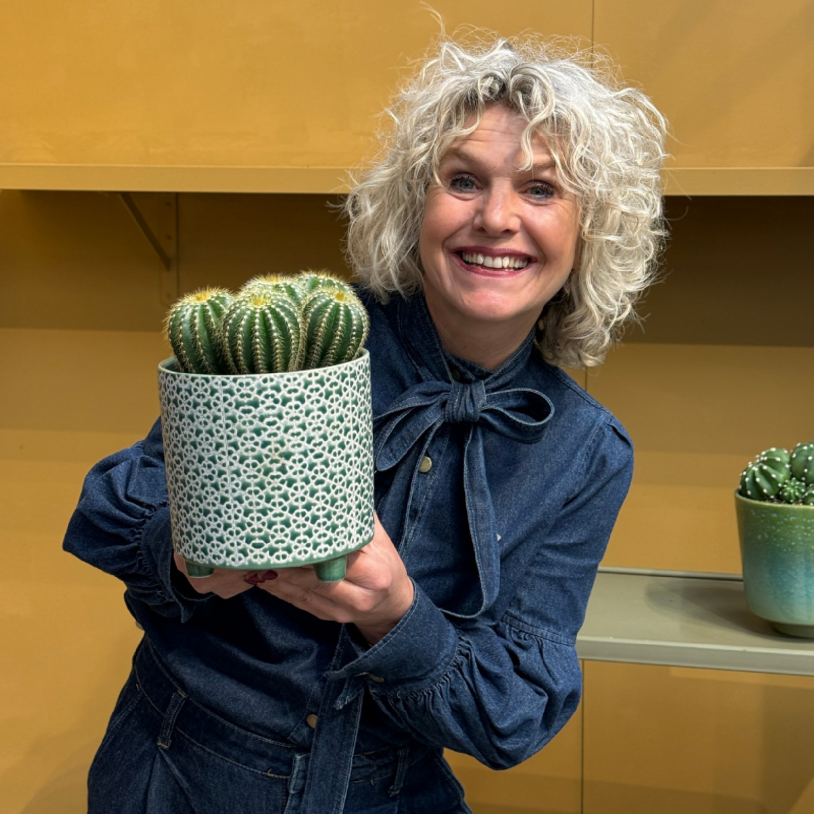 Cactus - Echinocactus grusonii