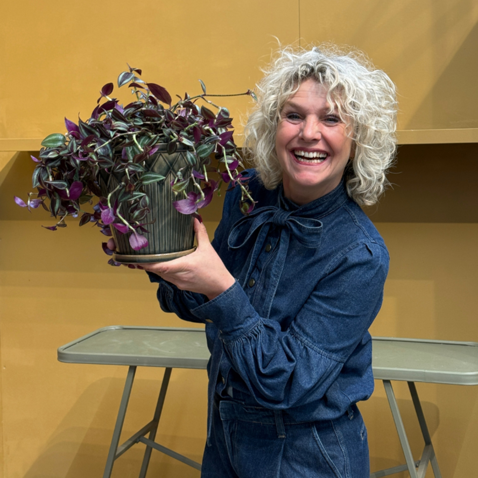 Tradescantia - 'Jewel Red'