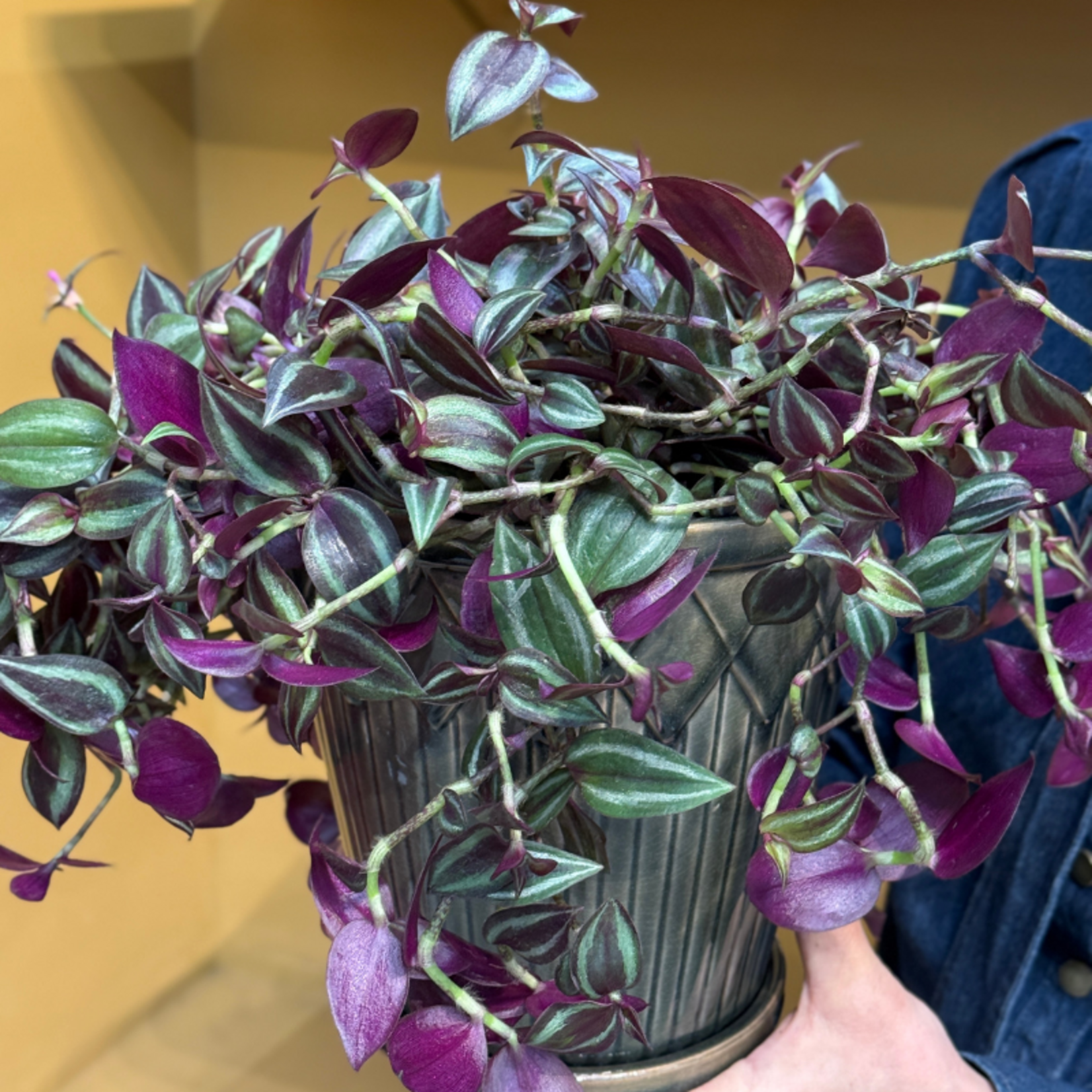 Tradescantia - 'Jewel Red'