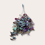 Tradescantia - 'Jewel Red'