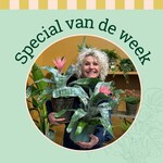 Groene Vingers Special van de week