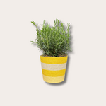 Lenteweek aanbieding - Rozemarijn in mand