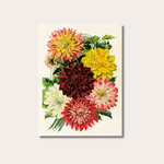 Poster - Dahlia - 18x24 cm