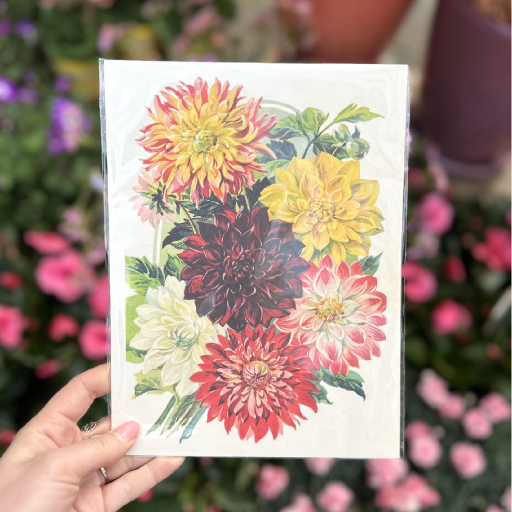 Poster - Dahlia - 18x24 cm