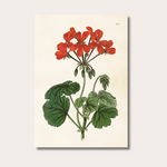 Poster - Geranium - 35x50 cm