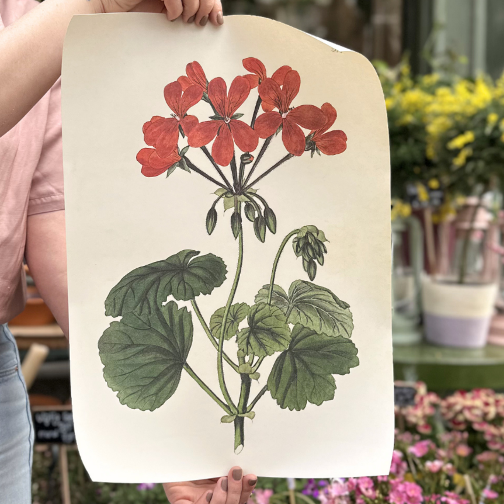 Poster - Geranium - 35x50 cm