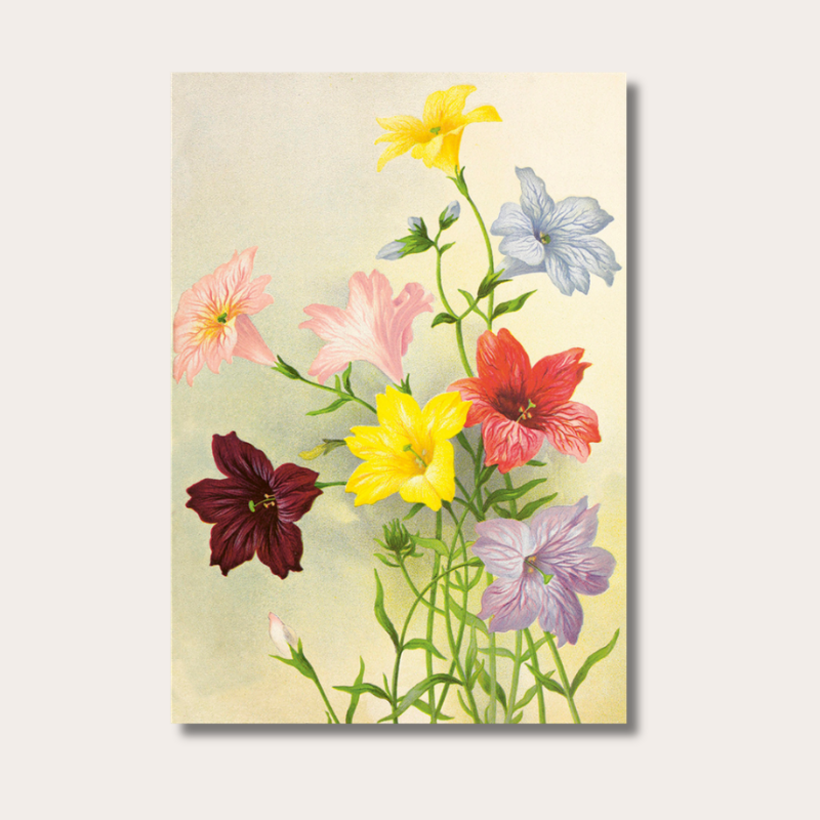 Poster - Trompetbloem - 35x50 cm