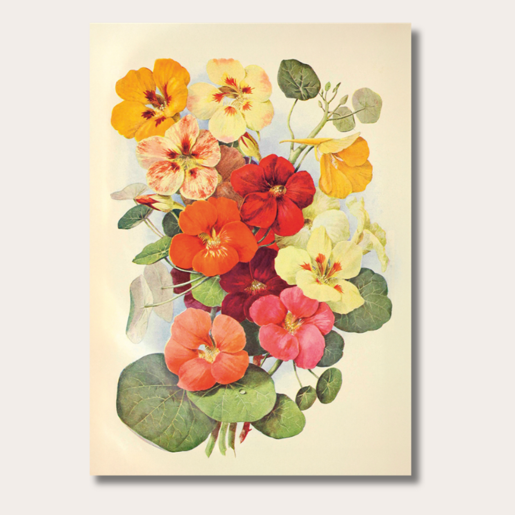 Poster - Waterkers - 50x70 cm