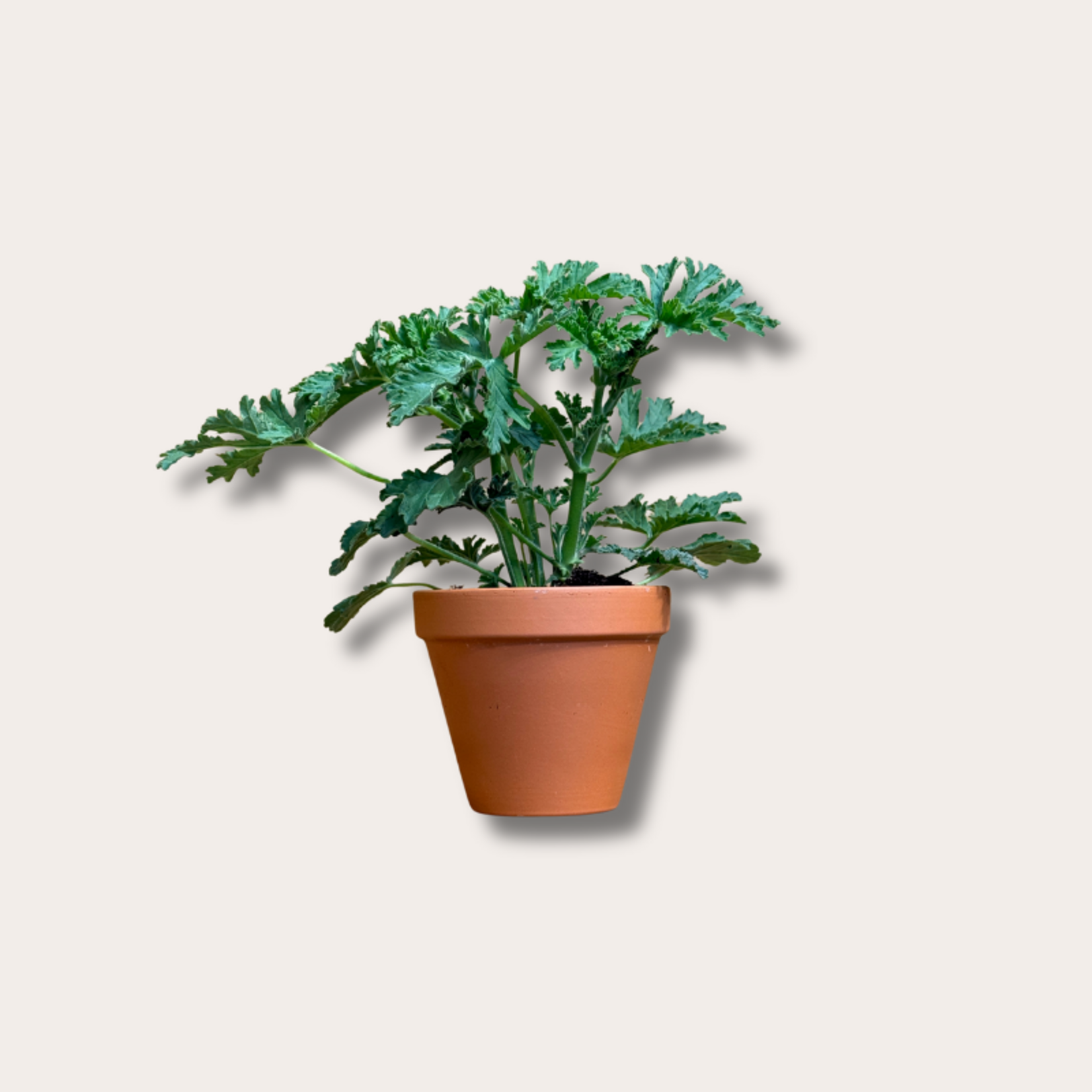 Pelargonium graveolens "citroen geranium"