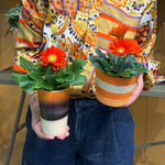 Gerbera - 'Colourgame'