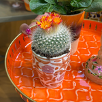 Parodia - haselbergii