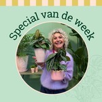 Groene Vingers Special van de week