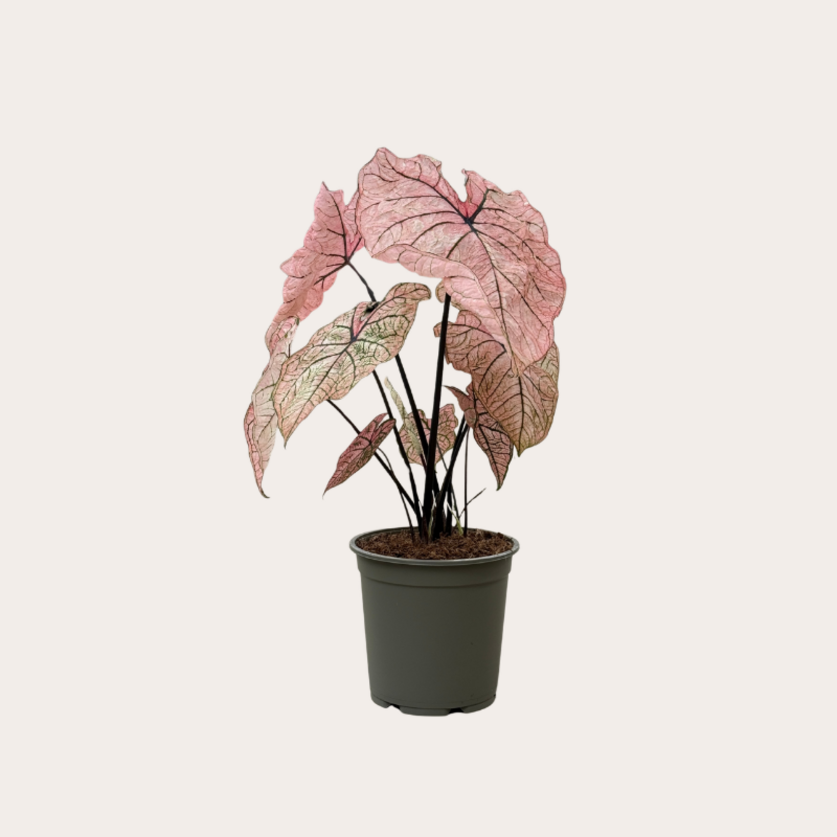 Caladium Spring Fling