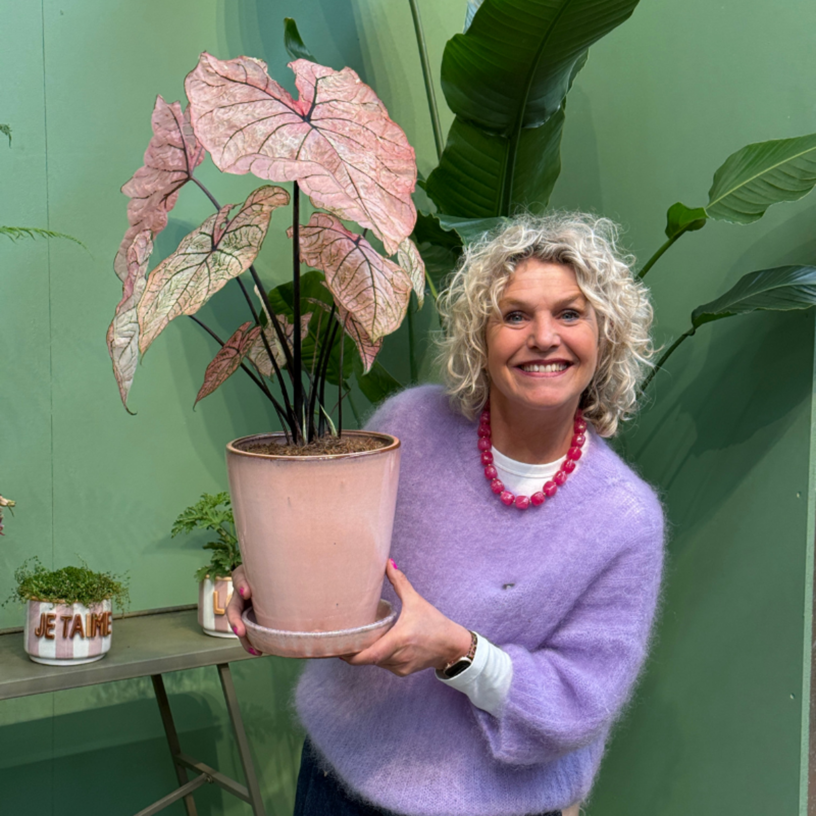 Caladium Spring Fling