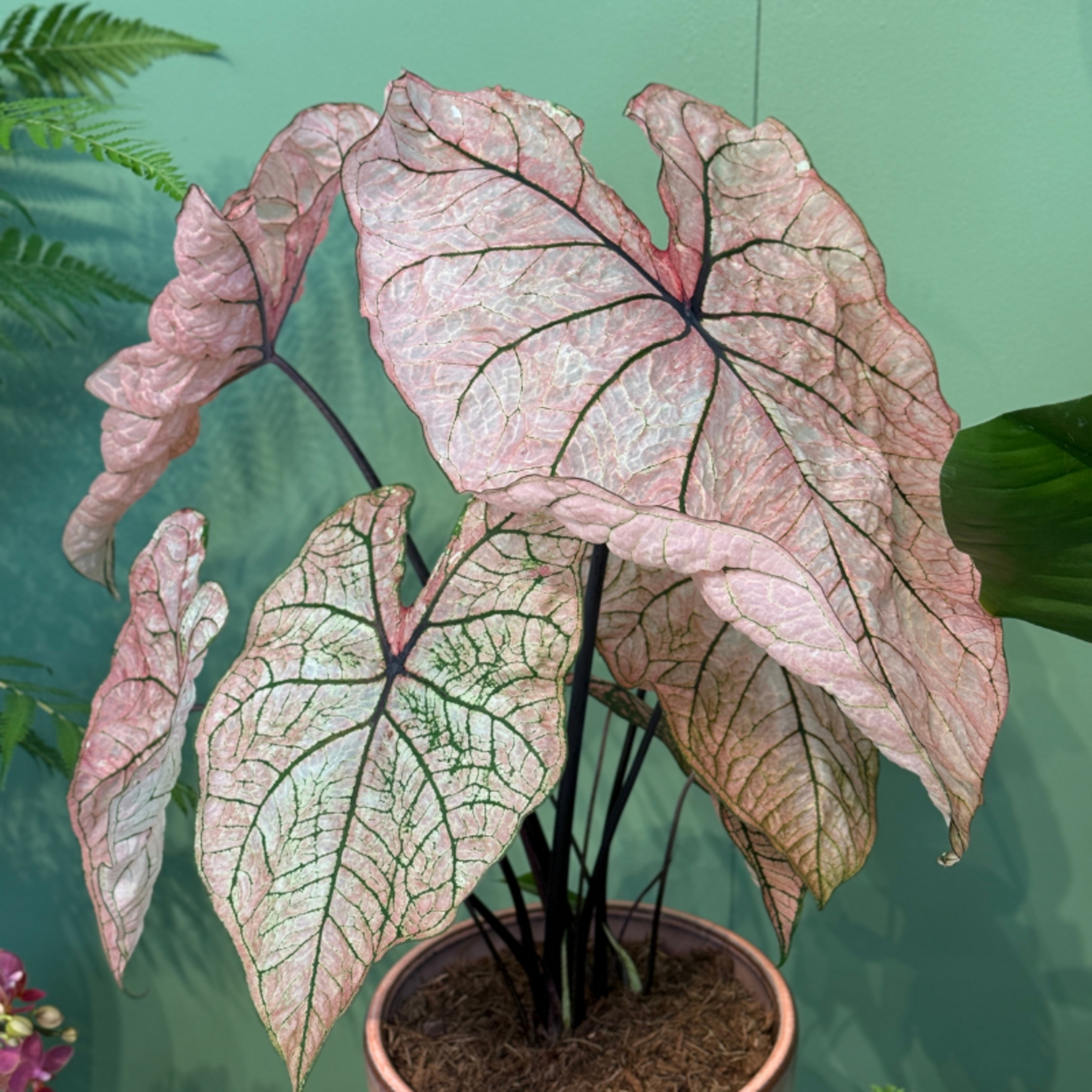 Caladium Spring Fling