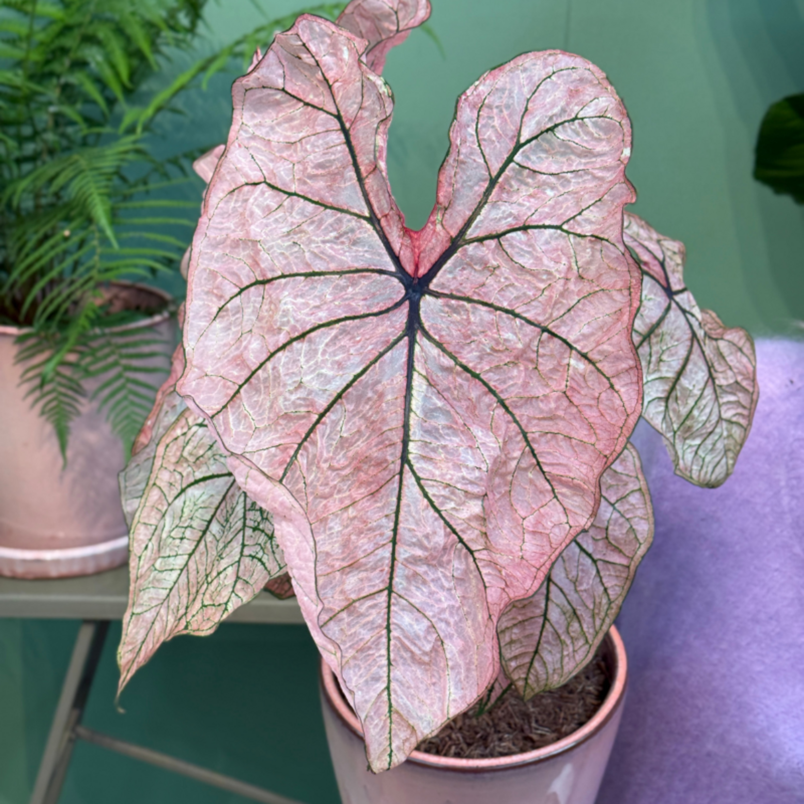 Caladium Spring Fling