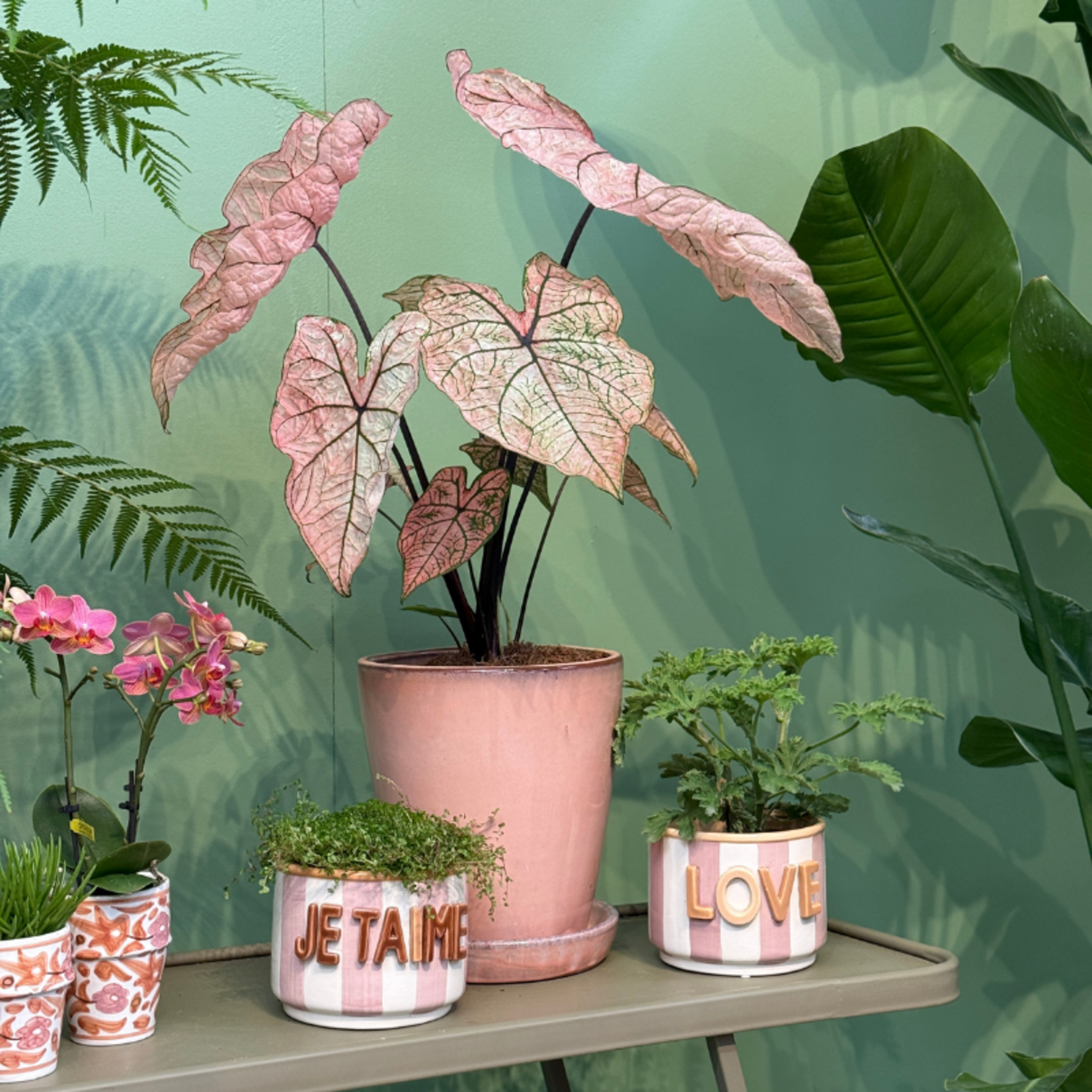 Caladium Spring Fling