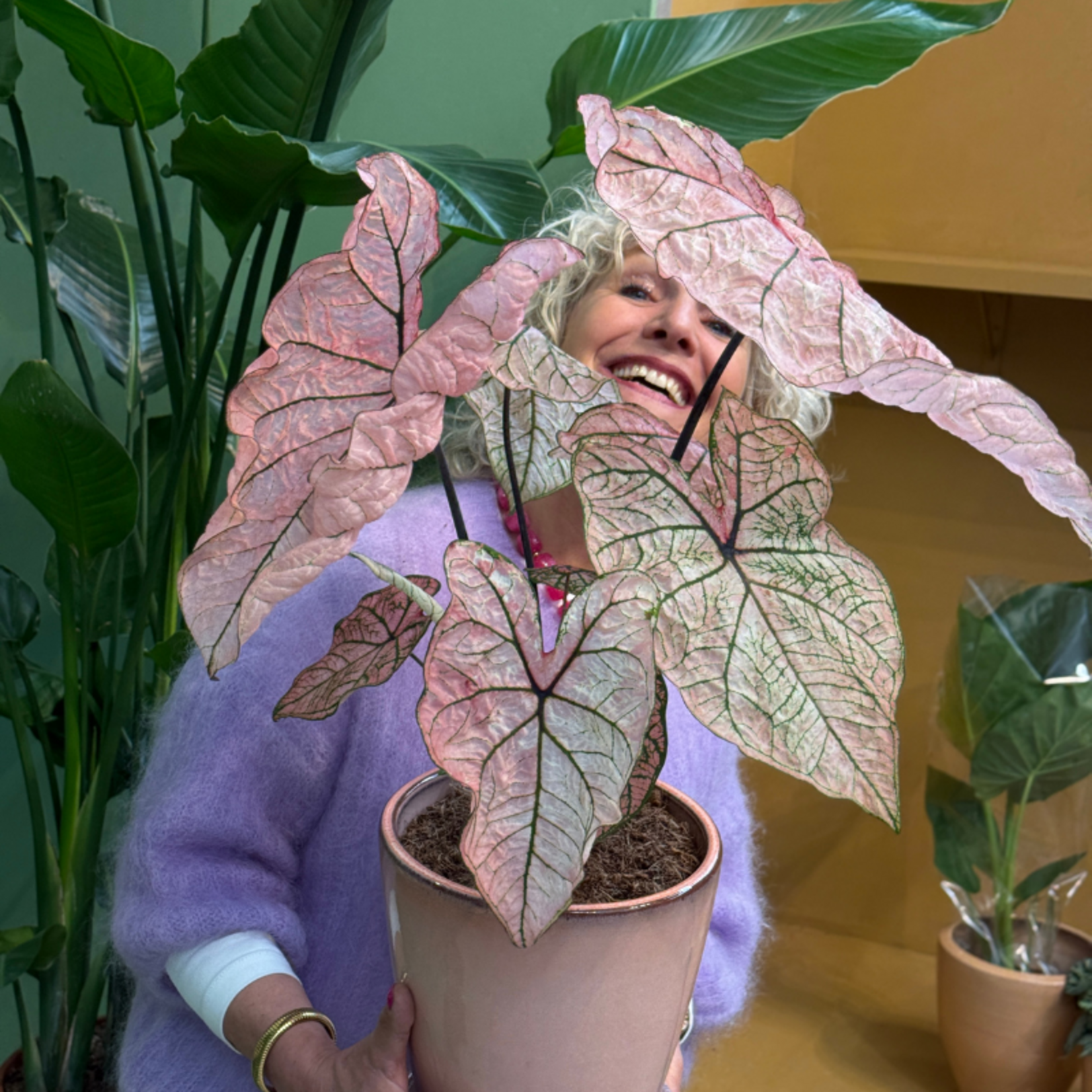 Caladium Spring Fling