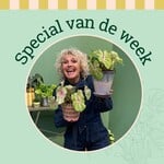 Groene Vingers Special van de week