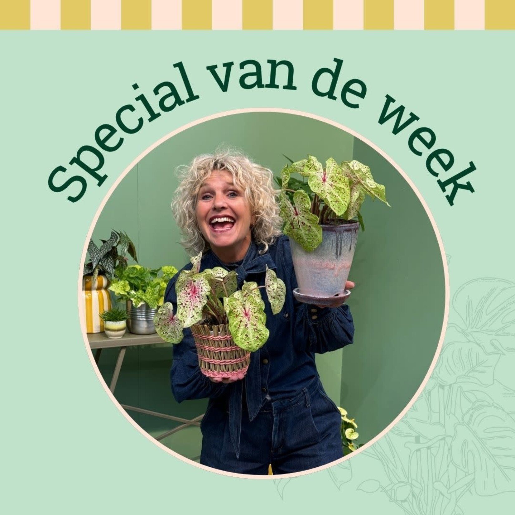 Groene Vingers Special van de week