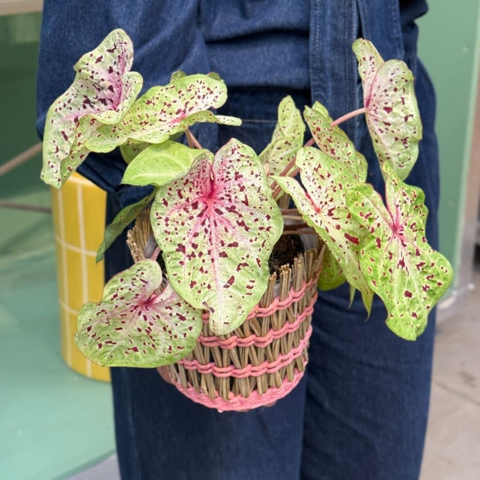 Groene Vingers Special van de week