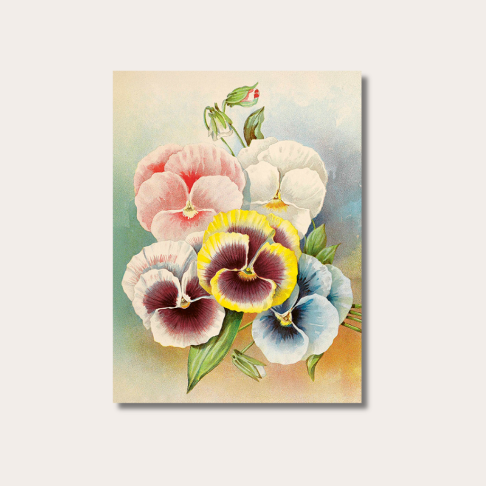 Poster - Pansy - 18x24 cm