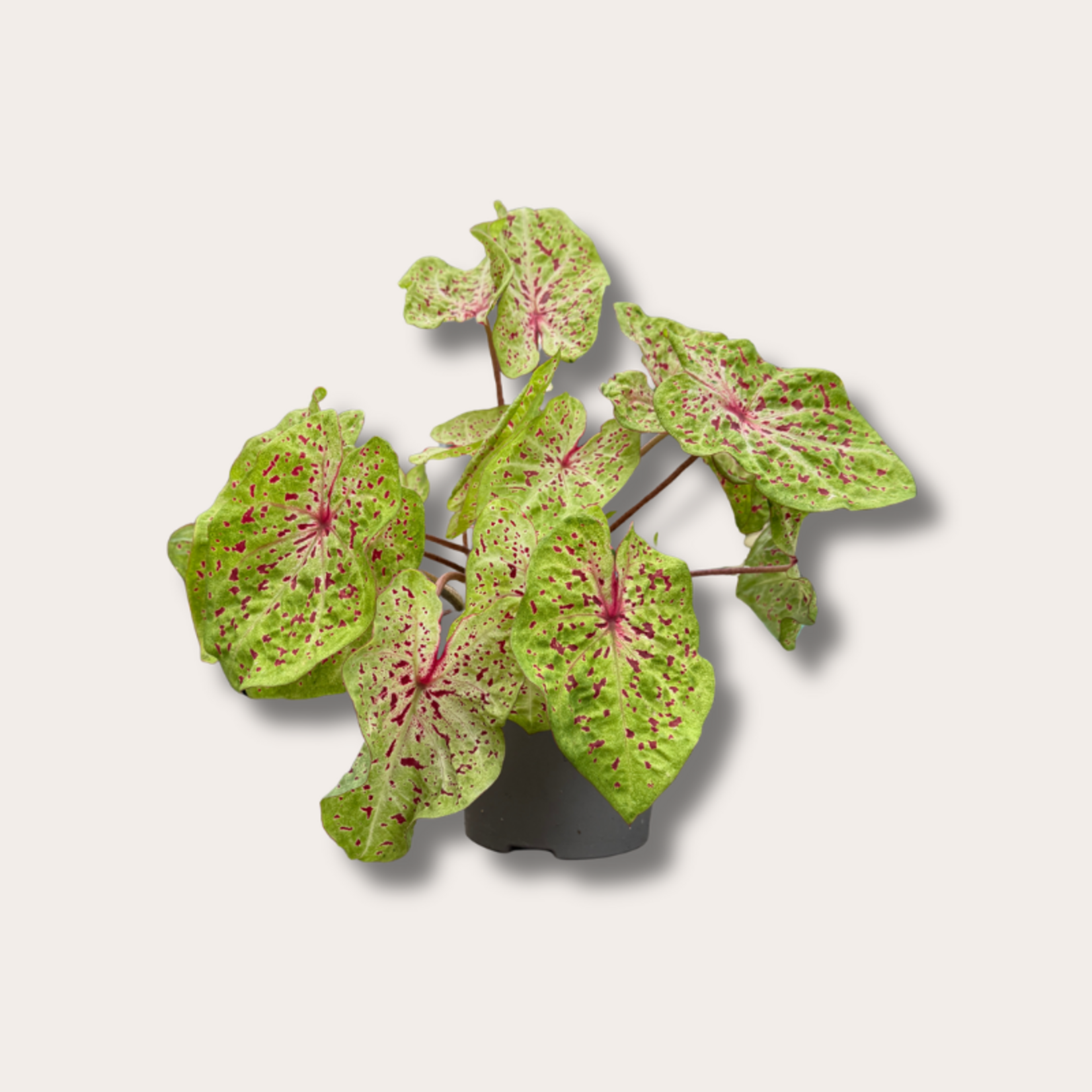 Caladium 'Miss Muffet'