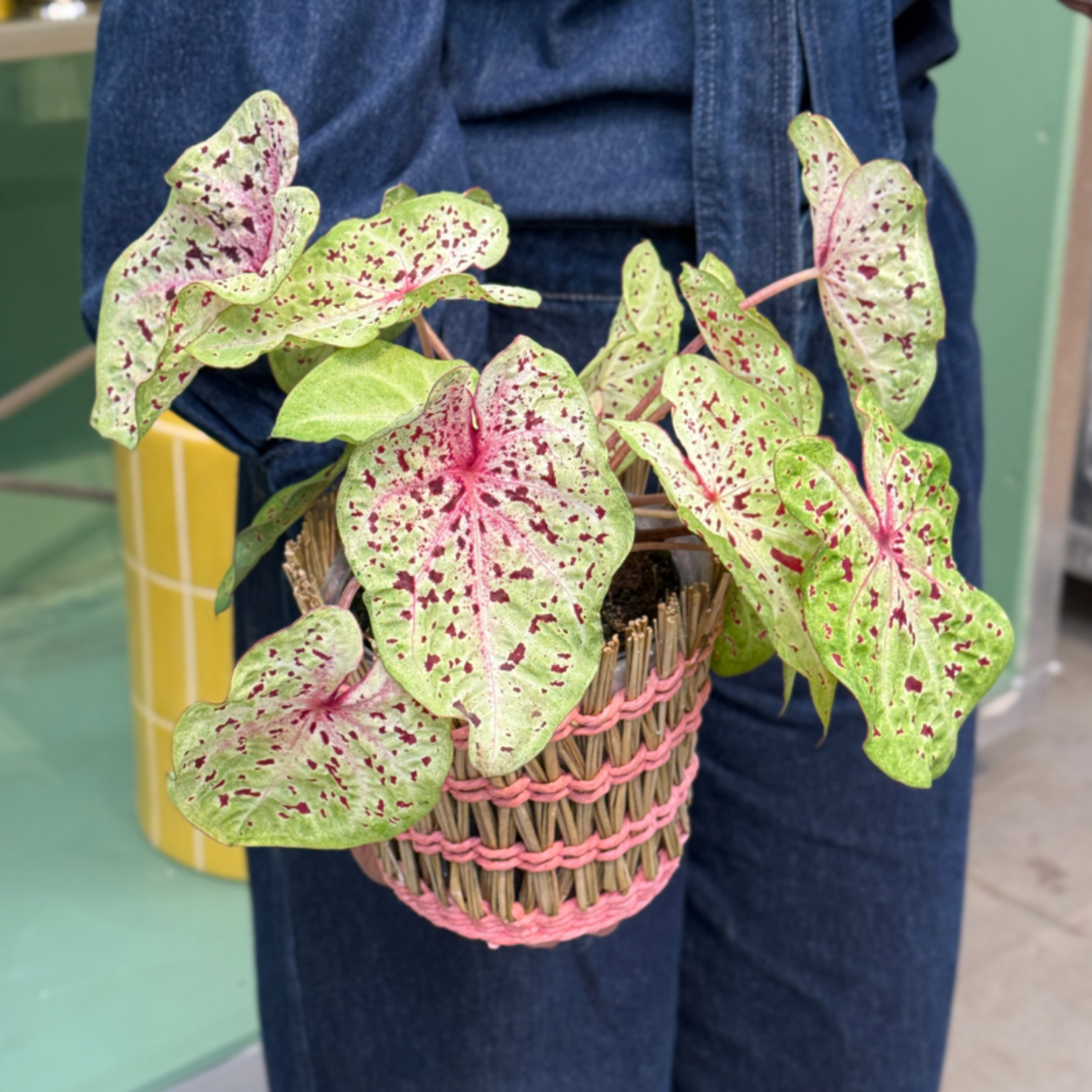 Caladium 'Miss Muffet'