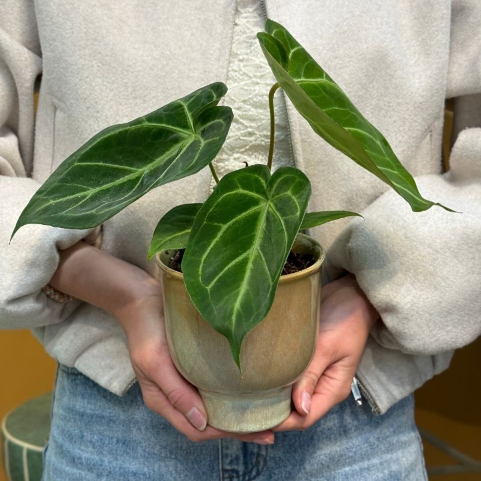 Pot - Vivi - groen