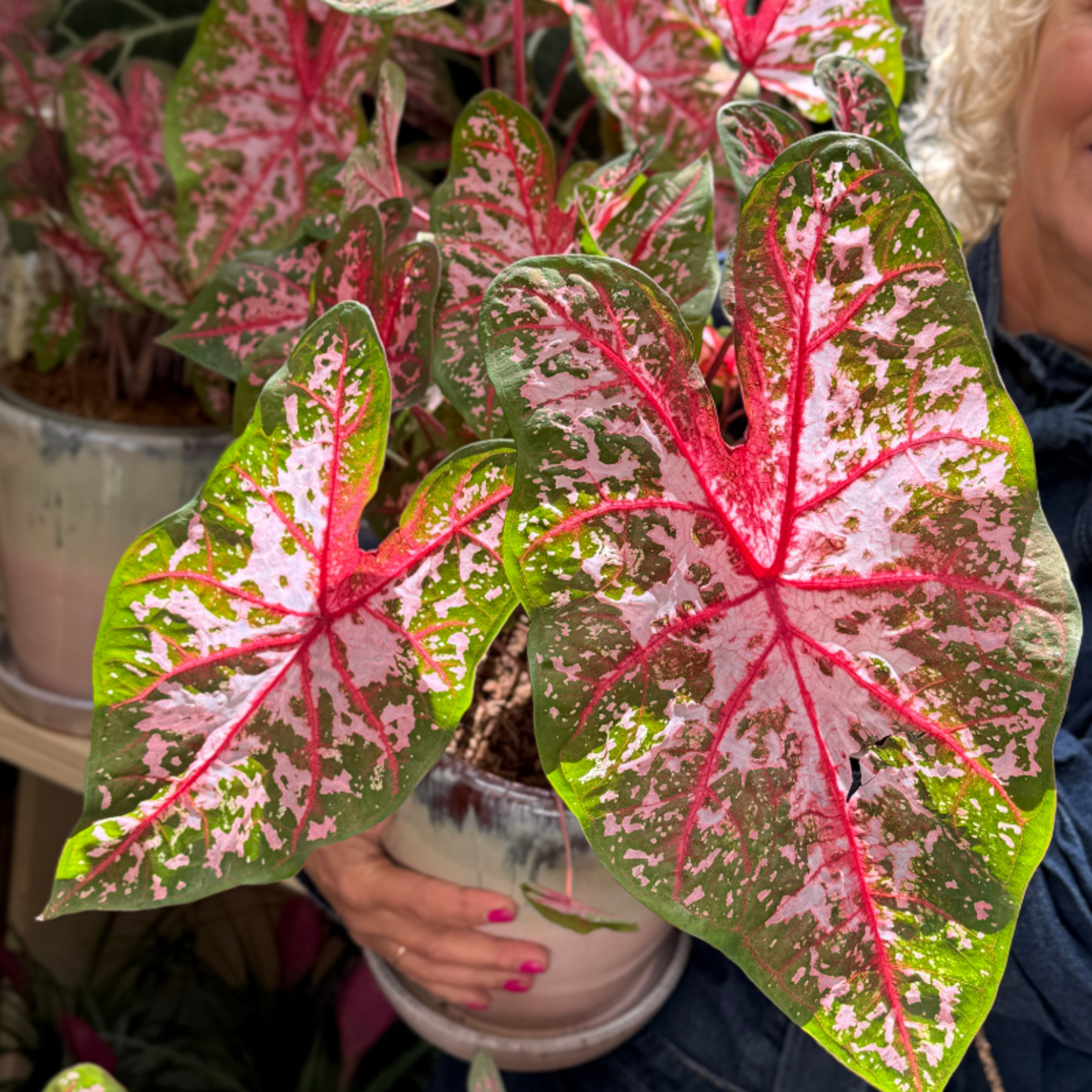 Caladium Carolyn Whorton