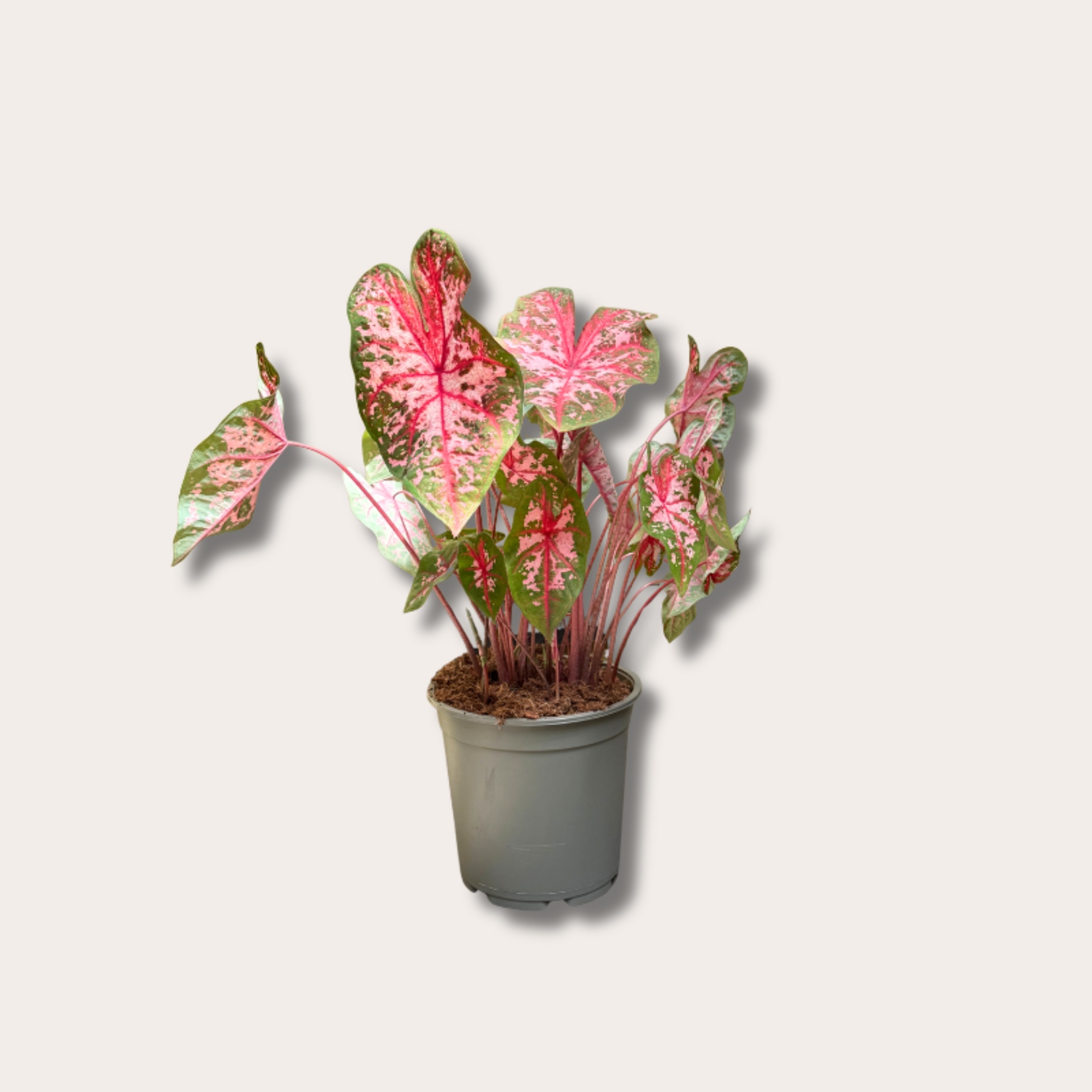Caladium Carolyn Whorton