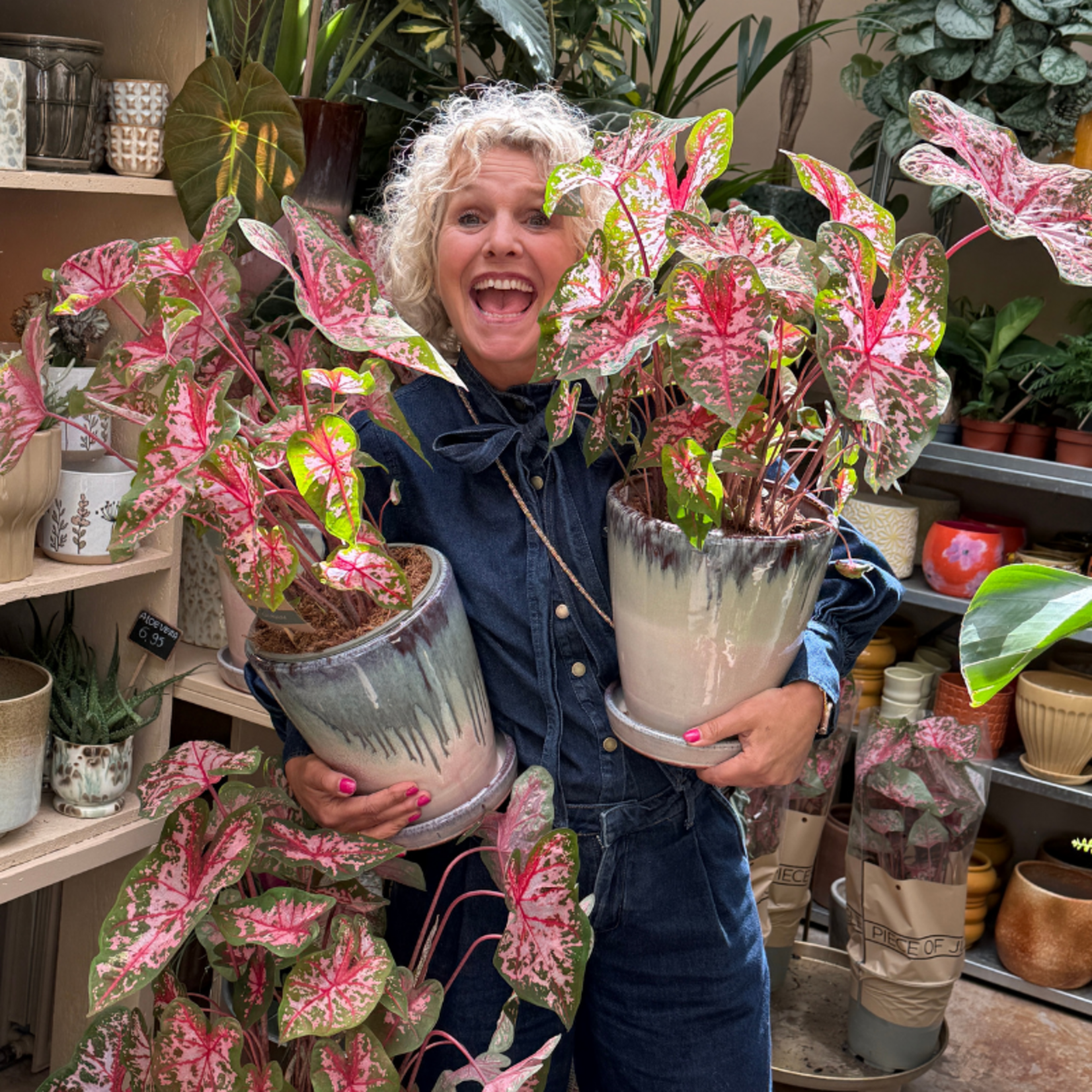 Caladium Carolyn Whorton