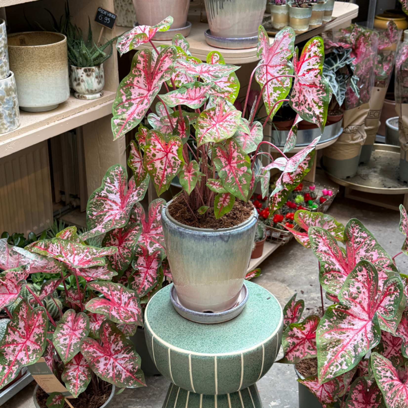 Caladium Carolyn Whorton