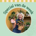 Groene Vingers Special van de week