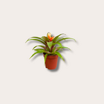 Guzmania 'Fairy'