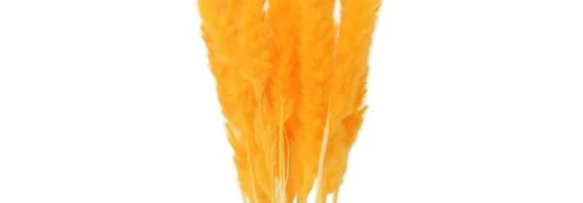 Set de 15 Pampas Orange 70/80cm