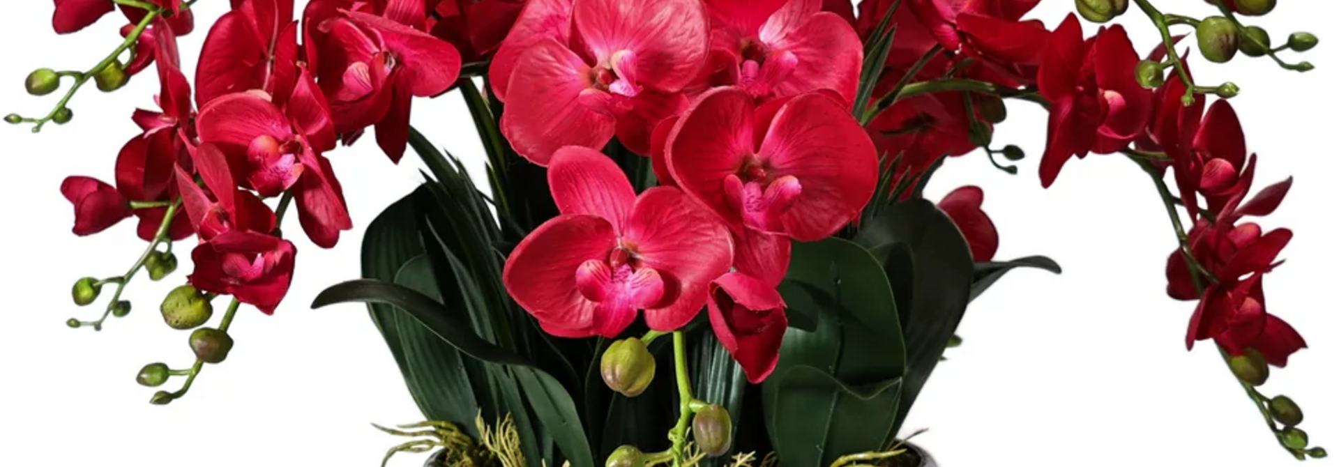 Orchidée Impériale Rouge