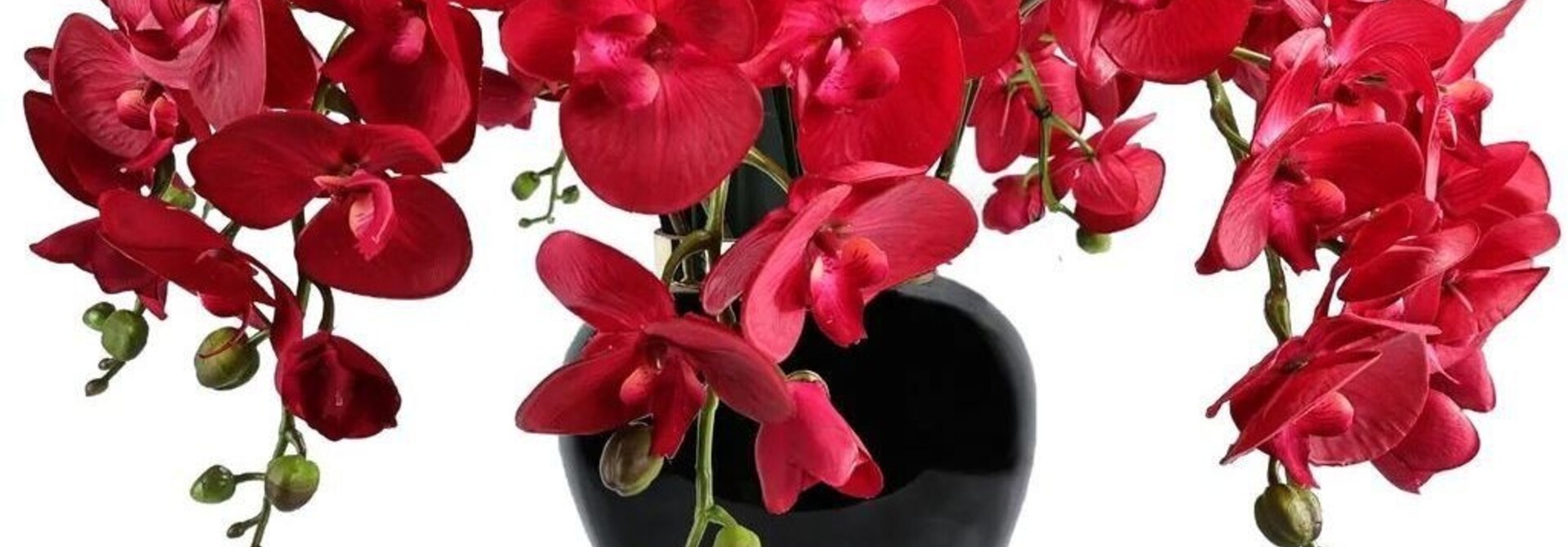 Orchidée Impériale Scarlet