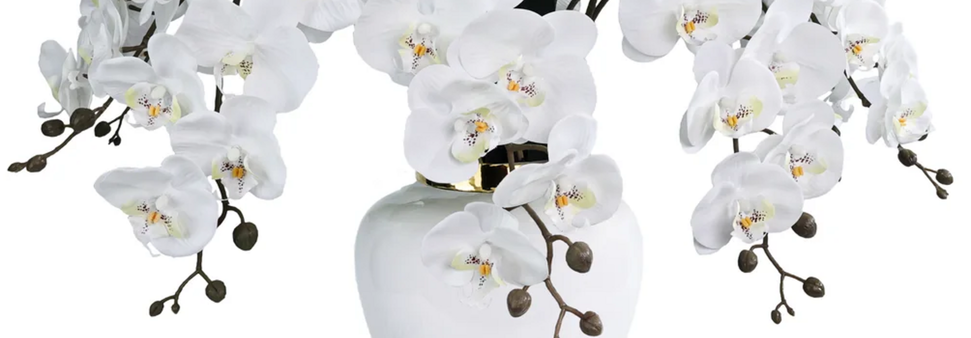 Orchidée Impériale Blanc