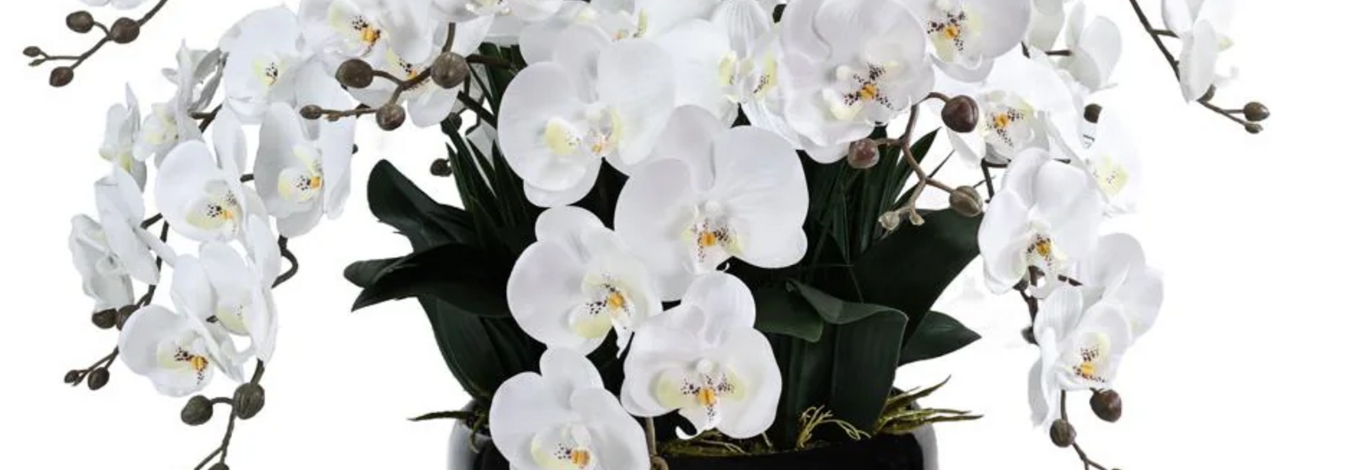 Grand Bouquet Orchidée Blanc