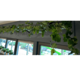 KempiQ Decoratieve klimplantdrager zwart gecoat 3 meter