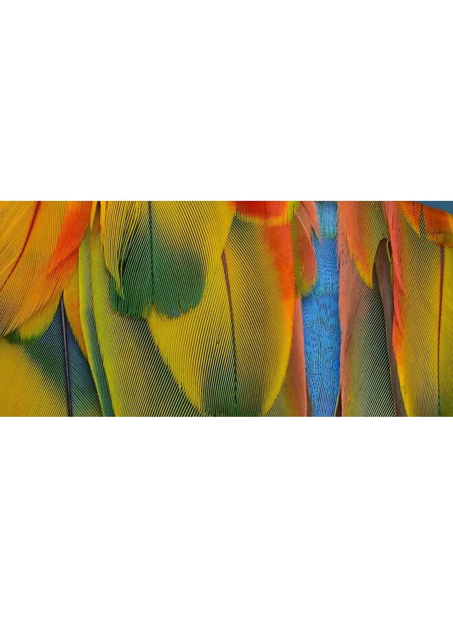 Pure Rainbow Feathers Dekbedovertrek Multi  - Microvezel