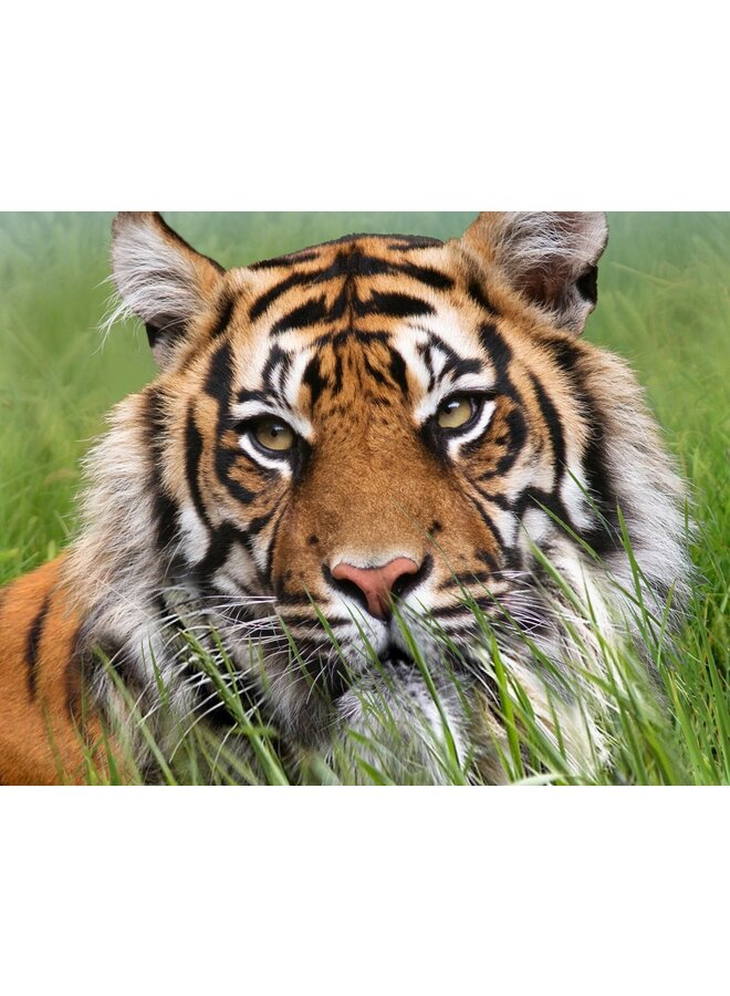 Good Morning Dekbedovertrek Silence Multi - Katoen