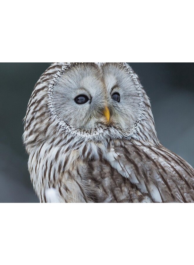 Good Morning Dekbedovertrek Bennie Grijs - Katoen